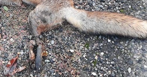 Animalisti Italiani intervengono sulla violenza a cucciolo di volpe a Varallo Pombia