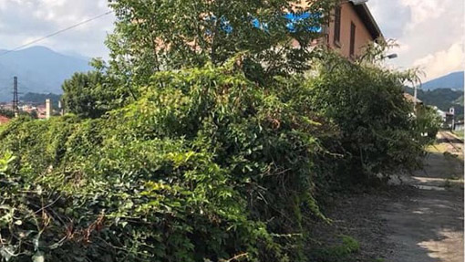Borgosesia: ringraziamento dell'amministrazione al volontario che ha tolto le sterpaglie