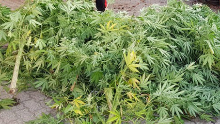 Vespolate: i carabinieri trovano 13 piante di marijuana in un giardino