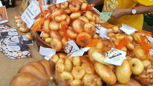 La cipolla bionda di Cureggio e Fontaneto a "Terra Madre - Salone del Gusto"