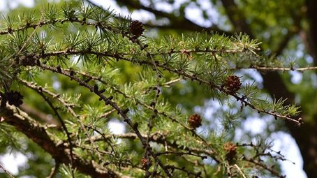 Assemblea per presentare il progetto di restauro conservativo degli alberi