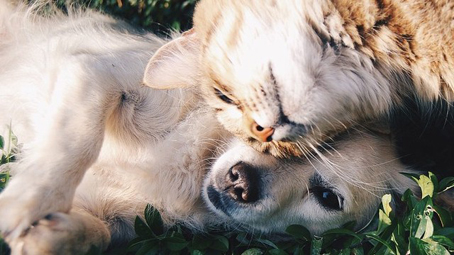 Il ricavato delle foto alla Casa di Babbo Natale per il canile e gattile Enpa