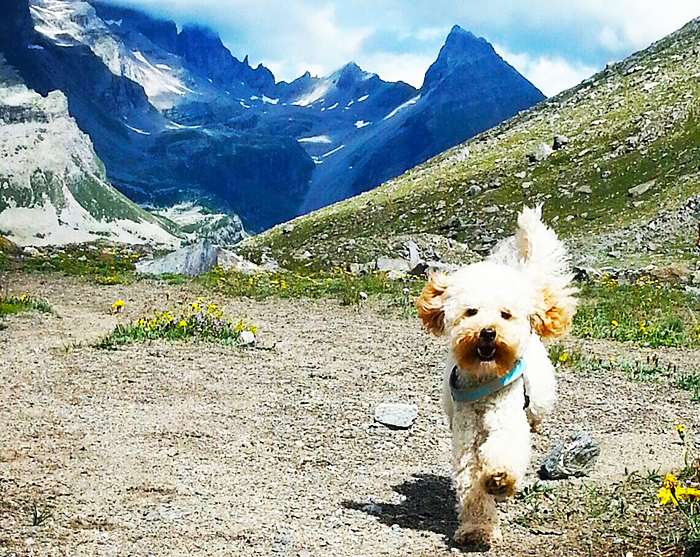 Portate il vostro “Fido” alla prima edizione dell'”Osso d'Oro”, mini sfilata cinofila amatoriale