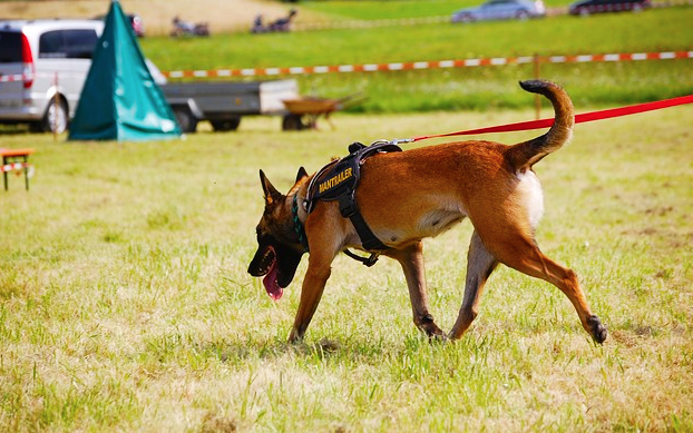 Dimostrazione di salvataggio coi cani della Finanza ai bambini della Prateria