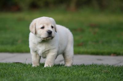 Portavano in Svizzera un cane di razza senza documenti: denunciati in tre 