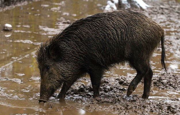 Cacciare i cinghiali in esubero in tutti i Parchi italiani prendendo come modello la Val Grande