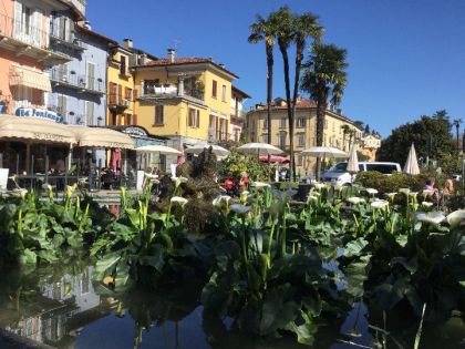 I vandali se la prendono coi pesci rossi della fontana