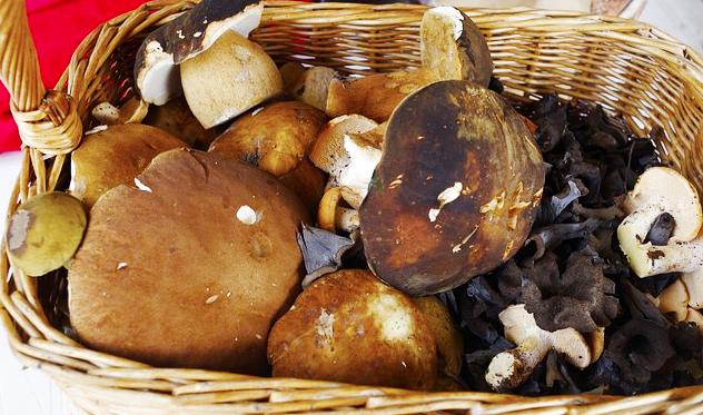 Il micologo dell'Asl a disposizione per verificare la commestibilità dei funghi