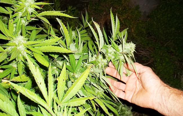 Piantagione di marijuana scoperta sui monti vigezzini