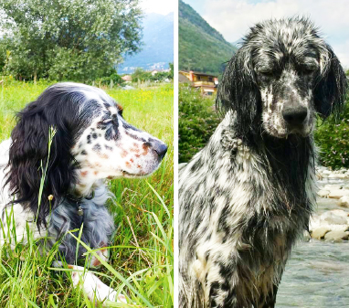 Baceno si mobilita per trovare due cani smarriti
