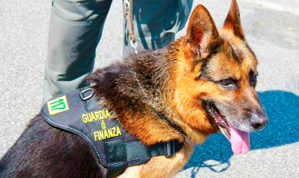 Con la coca nelle mutande. Arrestato ad Iselle con 103 grammi di droga