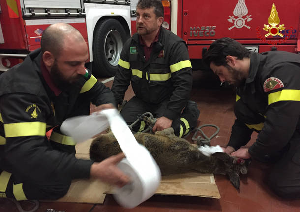 Capriolo in difficoltà nelle acque del Lago Maggiore salvato dai vigili del fuoco