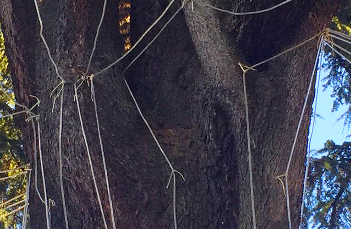 Un lettore denuncia: “Luci dell'albero centenario di piazza Rovereto fissate con i chiodi, potrebbe morire”