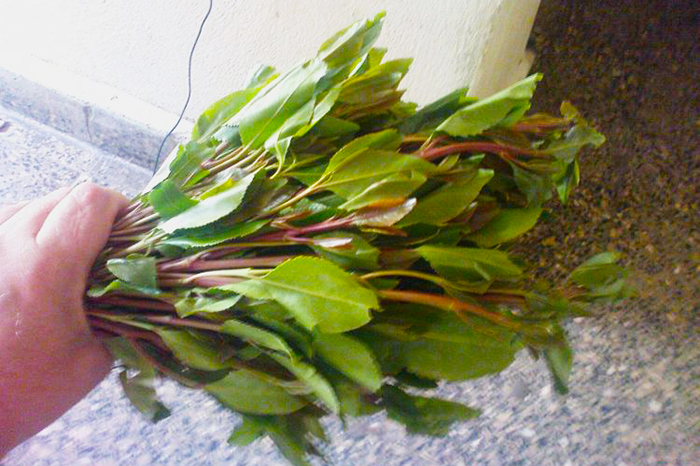 Al matrimonio con 17,5 chili di Khat, l“erba” da masticare: condannato a due anni