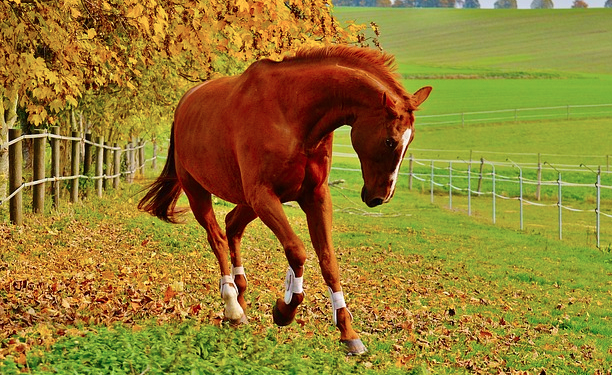 Cavallo fugge dal recinto e viene travolto da un'auto