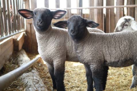Furto in azienda agricola: trattore, motoseghe, ma anche capre e conigli