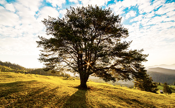 Censimento degli alberi monumentali, gli Amici di Wilderness chiedono se è stato fatto nel Vco