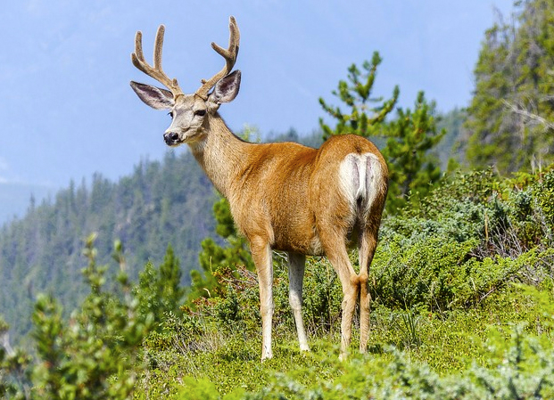 Parco Val Grande e Cai Vigezzo organizzano un Concorso fotografico
