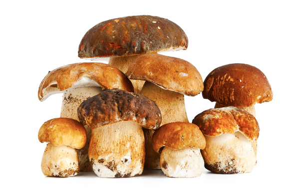 Parte la stagione dei funghi, ecco tutte le norme regionali per la raccolta