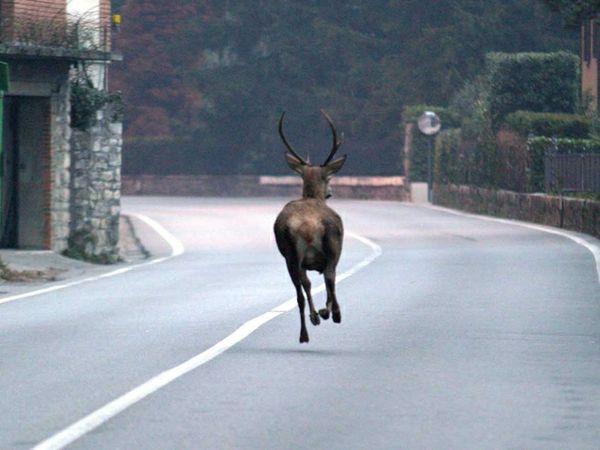 Frontale "a quattro zampe": auto distrutta, animale salvo