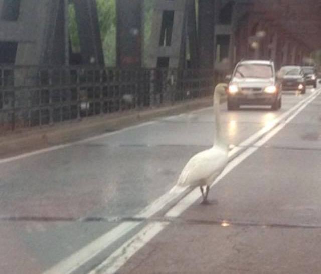 Cigno a passeggio sul ponte del Ticino: automobilisti in coda