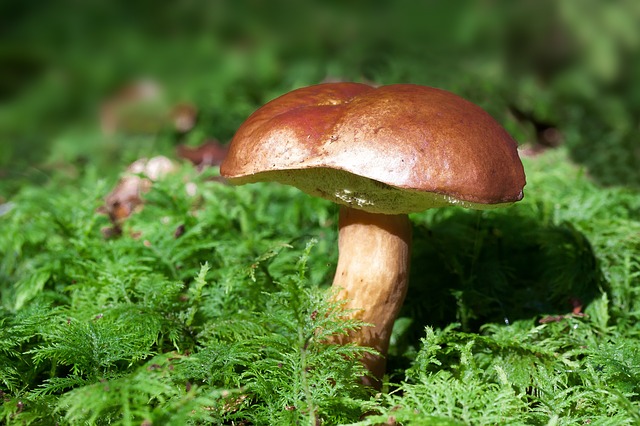 L'Uncem contraria ad un unico tesserino regionale per raccogliere i funghi