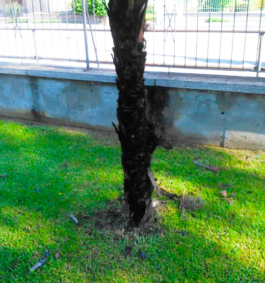 Incendio ad una palma del parco giochi di Premosello. Monti: “Abbiamo i nomi”