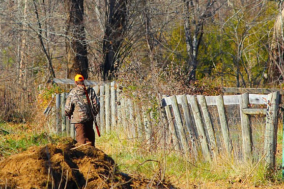 Bracconiere uccide una femmina di camoscio allattante. Fermato e denunciato