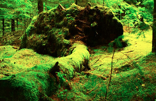 La Val Grande come la Nuova Zelanda per “ Il signore degli anelli”, si gira il film “La terra buona”