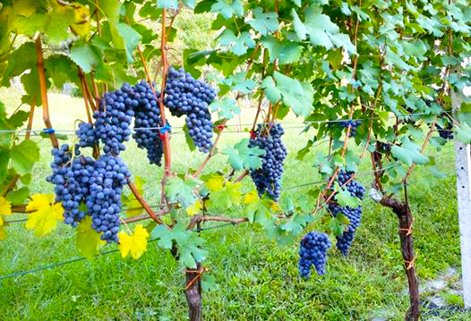 Tavola rotonda sul futuro della viticultura ossolana