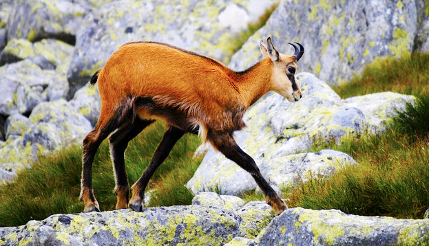 Valle Anzasca, i camosci colpiti da cheratocongiuntivite