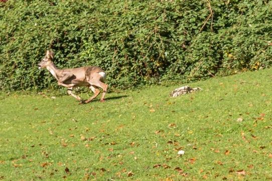 I pompieri liberano un capriolo incastrato nel cancello d'una villa