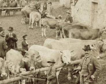 “Crodo d'autunno”, un ricco programma con la Fiera delle vacche e la marchiatura del Bettelmatt