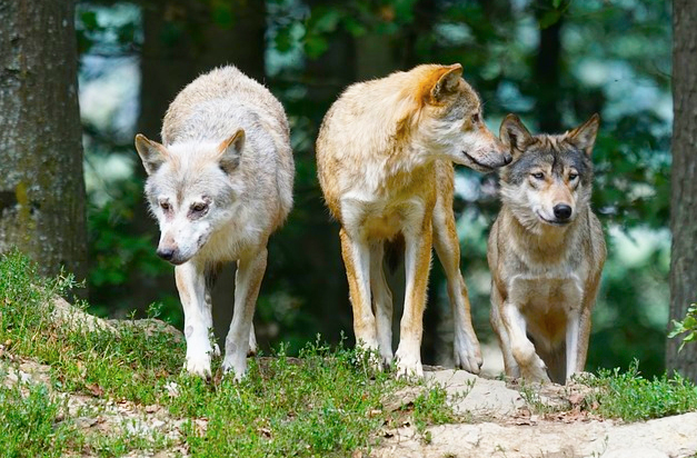Il Parco Val Grande lancia il concorso fotografico “#PostiDaLupi”