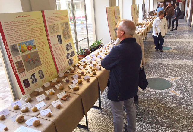 Sino a domenica patate e mostra ortofrutticola al Collegio Rosmini. Fotogallery