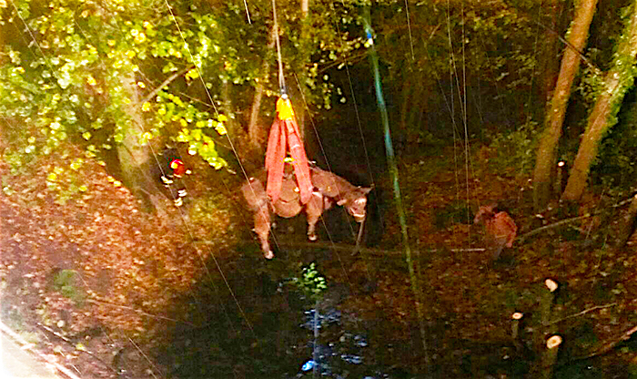 Una mucca appesa ad una gru e salvata grazie ai vigili del fuoco. Foto