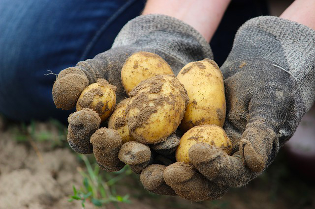 La Sagra della patata riscopre e coltiva l' “Antica Patata di Montecrestese”