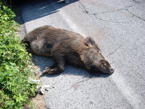 Investe un cinghiale e finisce all'ospedale