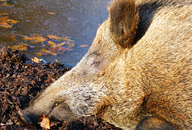 La Regione libera la caccia al cinghiale per tre giorni alla settimana: “In Ossola inutile e dannosa per le altre specie”