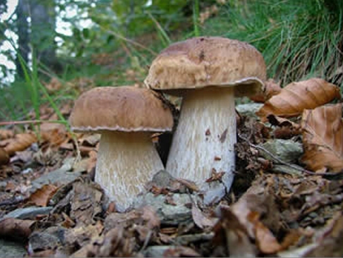 Si prepara un’altra grande “buttata” di funghi. Ma attenzione alle multe