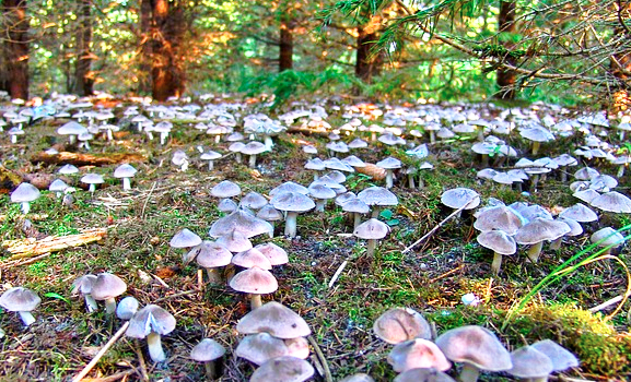Umido e Caldo, un week end ideale per raccogliere funghi, ma state attenti