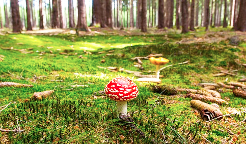 Funghi radioattivi? Continuano i monitoraggi