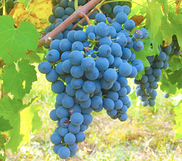 Le alte temperature fanno bene al vino ossolano